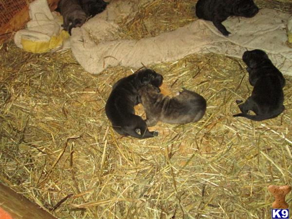 Puppies in WA
